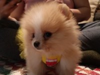 Pomeranian 4 aylık yavru