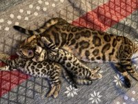 Seçkin Kan Hatlarından Bengal Yavruları