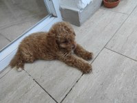 3 aylık dişi poodle