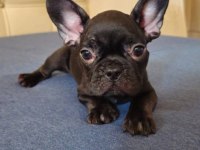 EGZOTİK KAN A+ KALİTE FRENCH BULLDOG