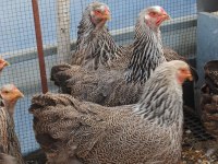 DARK BRAHMA KULUÇKALIK YUMURTA & CİVCİV