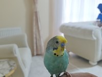 6 aylık konuşan erkek muhabbet kuşu