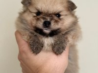 POMERİAN BOO