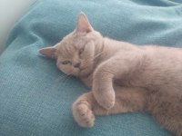 5 aylık sevimli açık kül gri dişi british shorthair