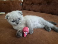 Scottish Fold Kedisi