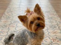 Prenses yorkshire terrier