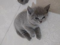 British shorthair oyunbazlar