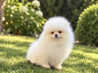 Teacup Kar beyaz Pomeranian Boo Miniğimiz