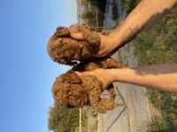 Toy poodle yavrular