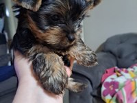 Çanta Boy Yorkshire Terrier Yavrular