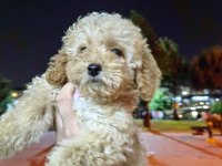 SON KALAN MALTİPOO KIZIMIZ