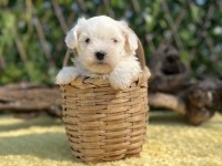 Kar Beyaz Maltese Terrier Yavrular
