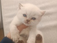 British longhair ve shorthair bluepoint