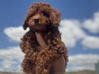 Wc eğitimli redbrown toy poodle yavrularımız