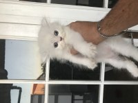 85 GÜNLÜK ACİL CHİNCHİLLA
