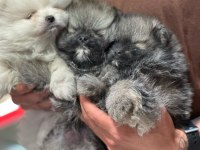 Pomeranian bebekler yeni yuvasını bekliyor