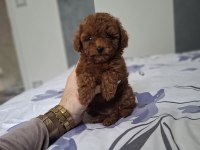 Toy Poodle Yavru Köpeklerimiz