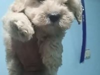 Maltipoo yavruları