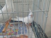 Albino sultan papağanı yavrusu