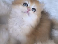 Ny11 british longhair dişi