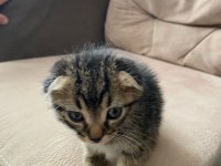 YENİ YAVRU Scottish Fold