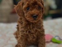 Toy poodle yavrularımız
