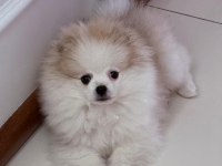 Safkan erkek pomeranian teddy bear