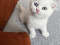 Şecereli Nadir Tür Scottish Fold