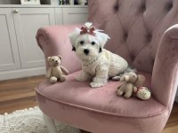 Irkının en iyisi köpeğimiz