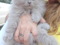 British Longhair Erkek 2.5 aylık