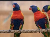 El Besleme Lori Papağanı Yavrular