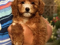 ÜST DÜZEY MALTİPOO OĞLUMUZ