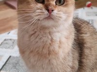 British Golden Kızımız