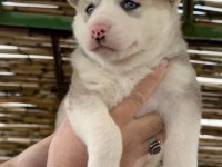 Husky bebekler