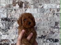 Mikrochipli Red Brown Orjinal Kore Kan Poodle Yavrular