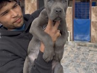 Cane corsa alan koruma köpeği üst düzey yavrularım 