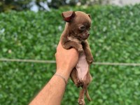 Teacup Elma Kafa Tuvalet Eğitimli 3 Aylık 5 Yavru Şivava