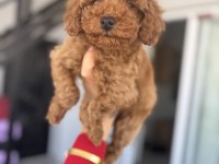 Üst düzey Poodle bebekler