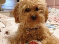 Yetişkin toy poodle köpekler