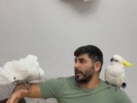 Evcil umberalla dişi kakadu konuşuyor