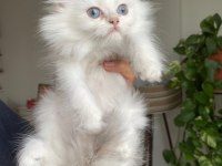 BRİTİSH Longhair yavrularımız yeni ailelerine gitmeye hazır