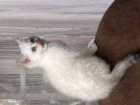 British shorthair golden point by1133 son oğlumuz