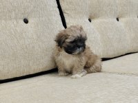 Safkan sıfır numara erkek shih tzu