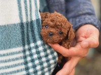 Şecereli Kore Teacup Toy Poodle