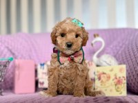 Kore Anne Babadan Dizayn Maltipoo