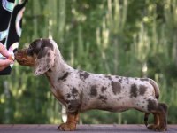 Dachshund Sosis Köpek Mini Her Renk Yavrularımız