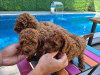2 aylık safkan toy poodle bebekler