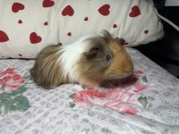 Minik Ginepig Safran Bebişimiz