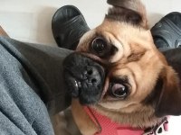 Pug köpeğimizi çiftleştirme