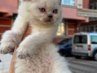 Elit british shorthair bebekler
